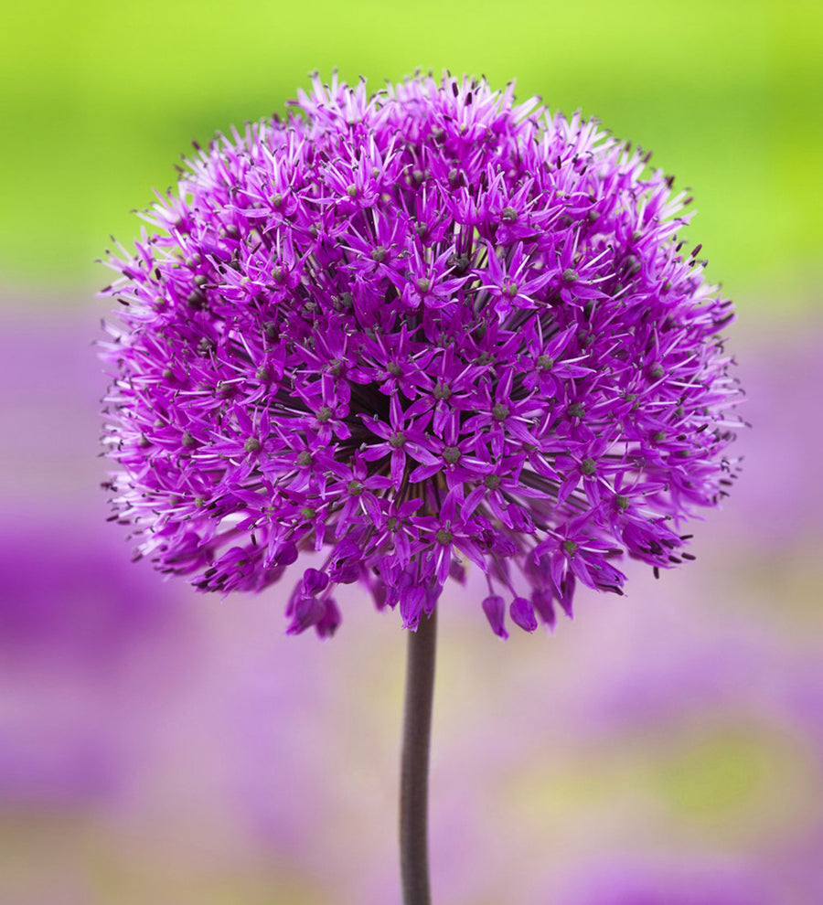 Allium hollandicum 'Purple Sensation'