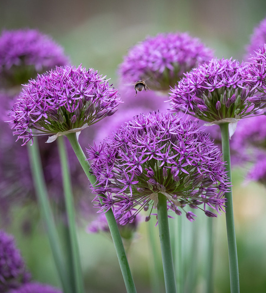 Allium stipitatum 'Violet Beauty'