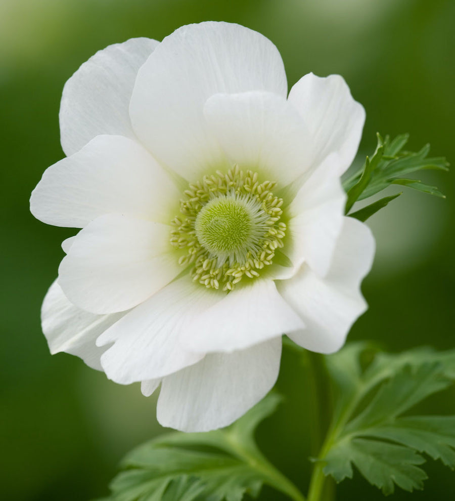 Anemone coronaria 'The Bride'