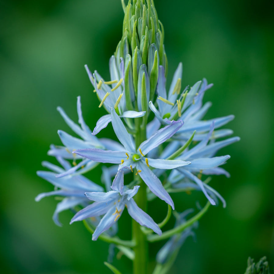 Camassia quamash 'Blue Melody'