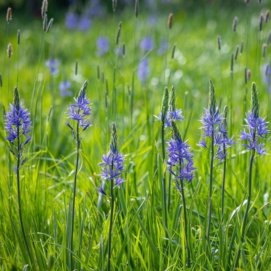 Camassia quamash