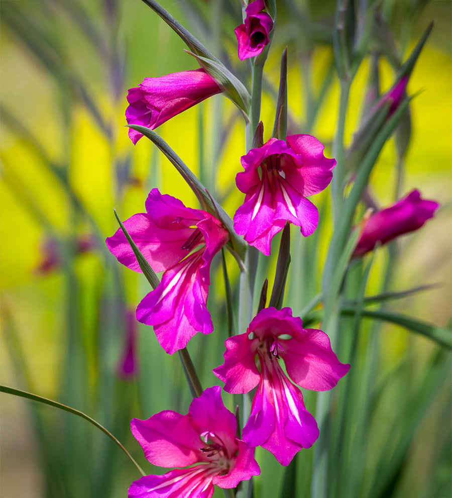 Gladiolus communis subsp. byzantinus