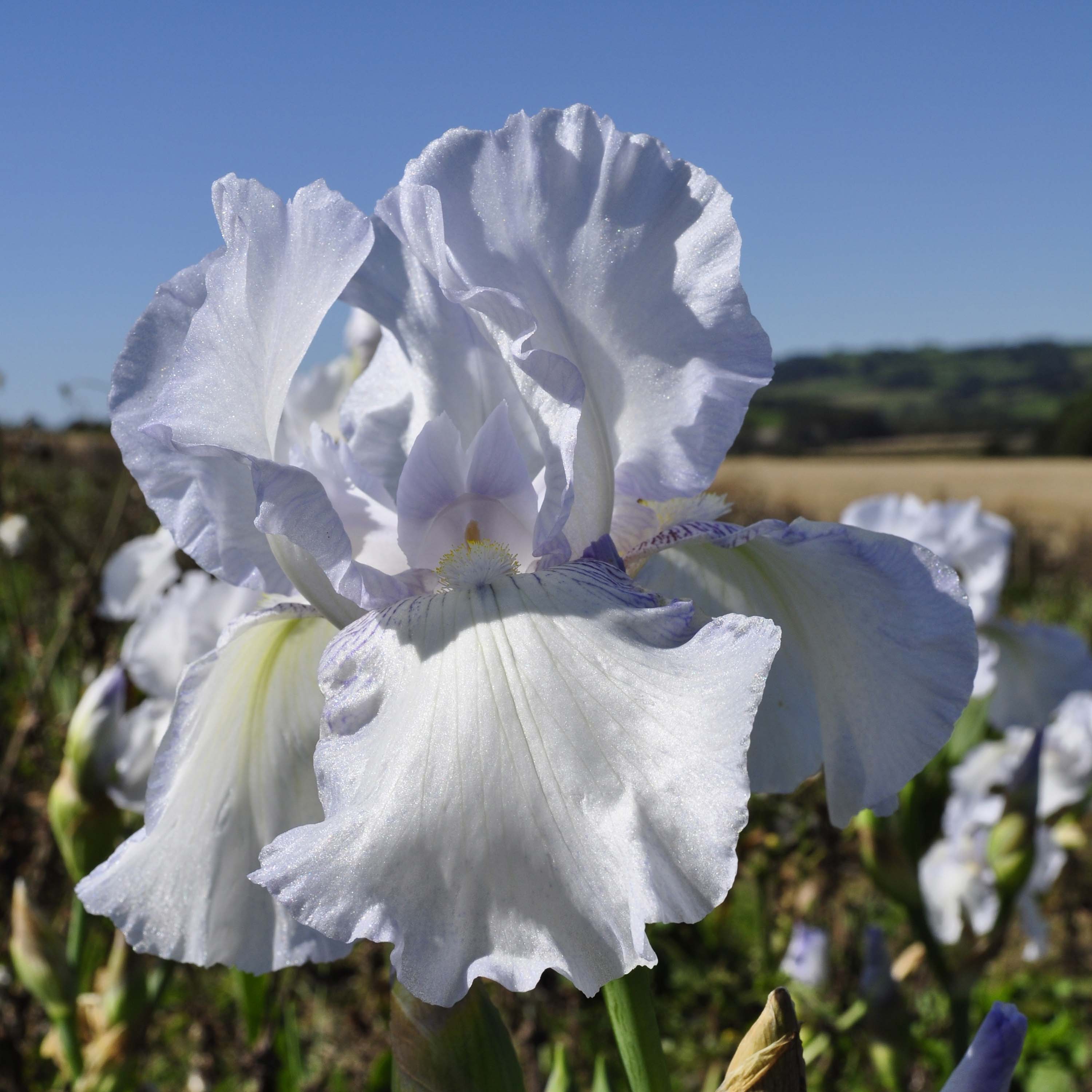 Iris 'English Cottage'