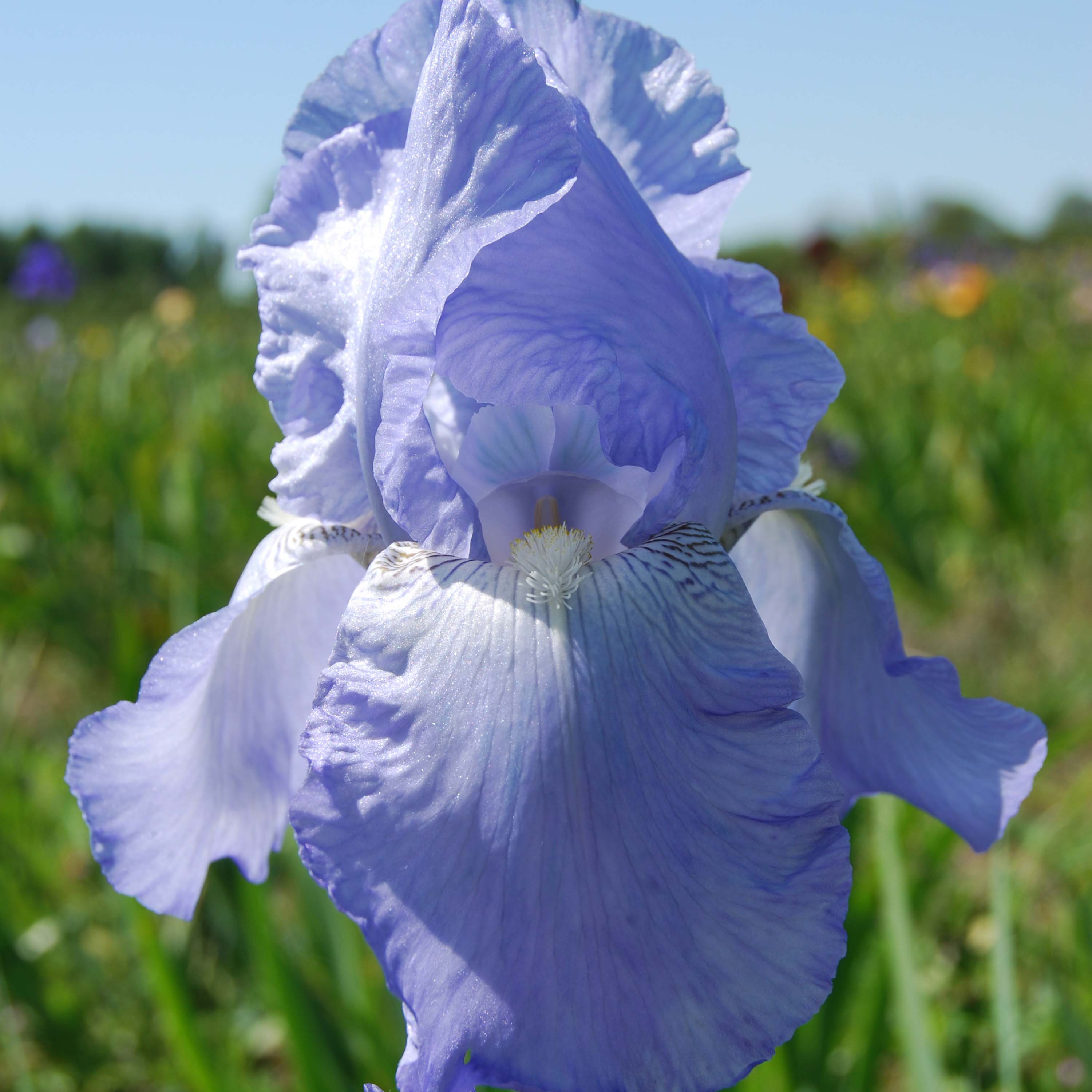 Iris 'Jane Phillips'