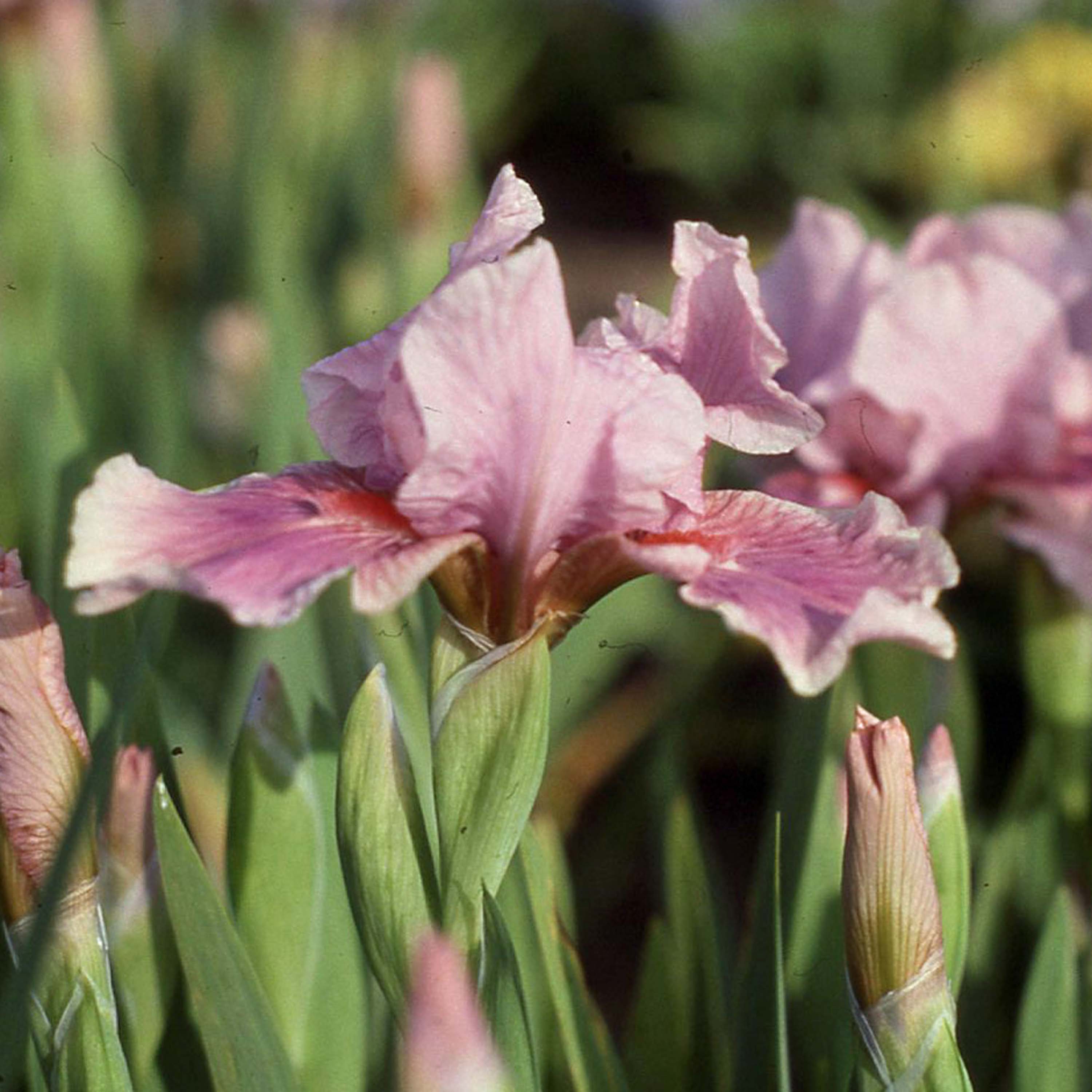 Iris 'Raspberry Blush'