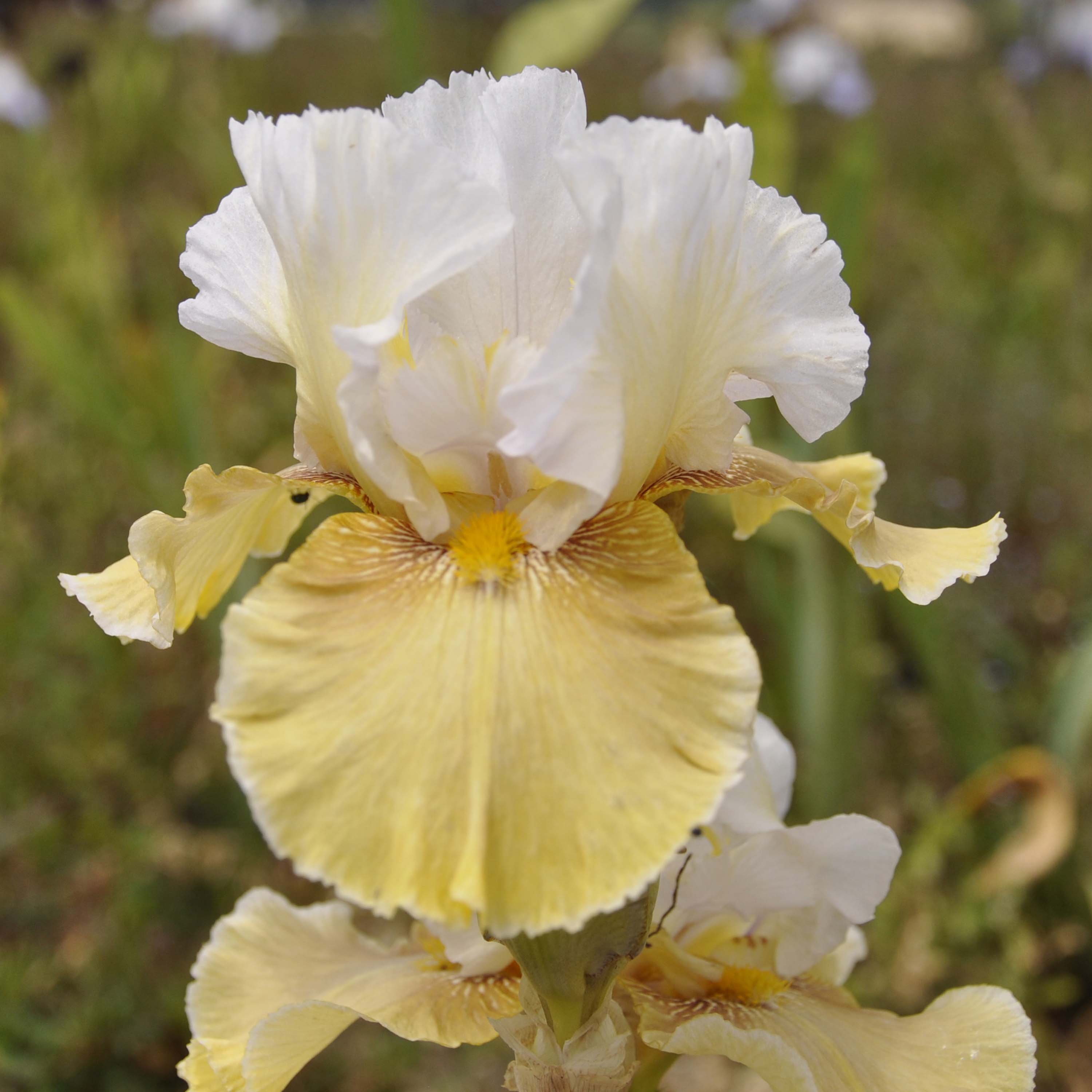 Iris 'Shurton Inn'