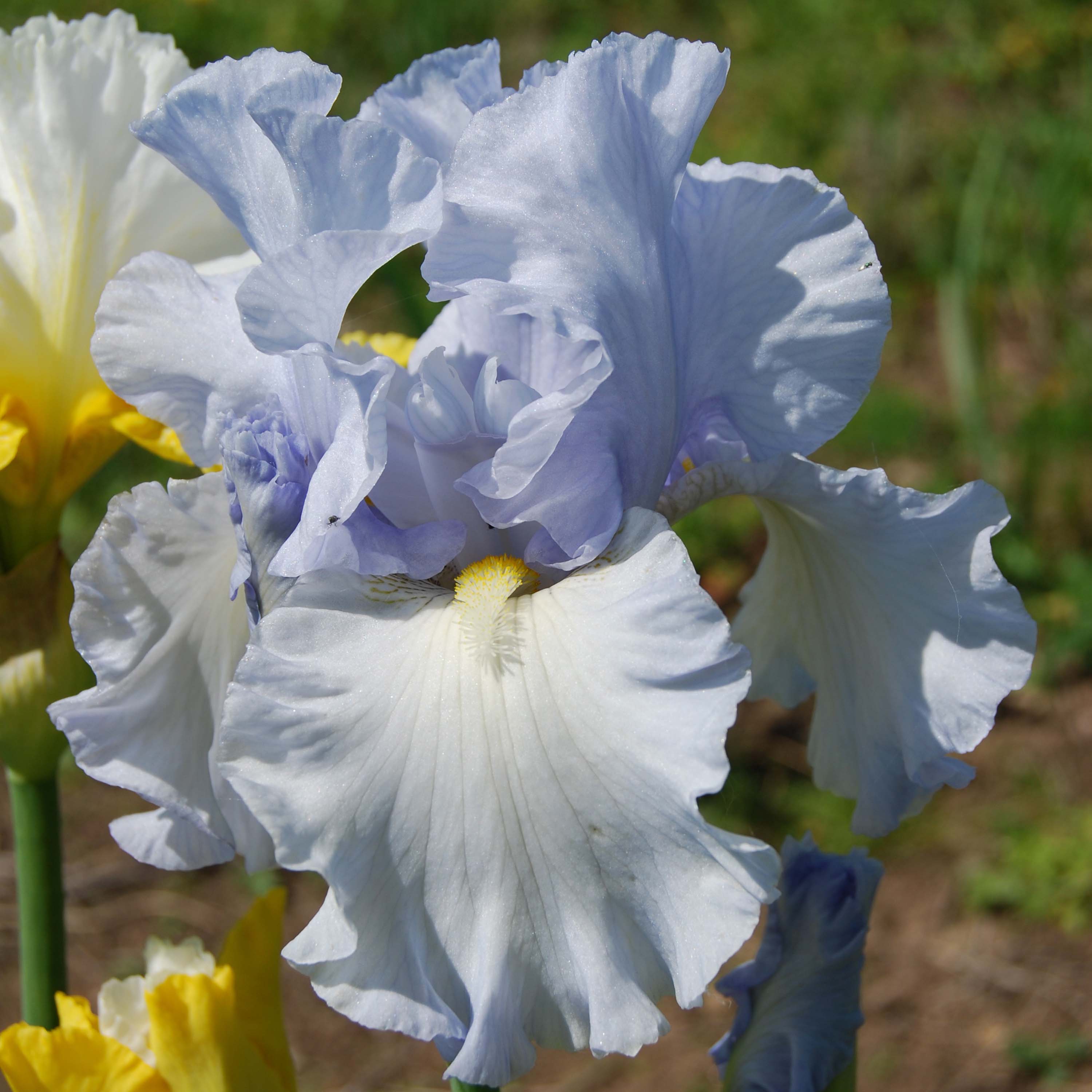 Iris 'Silverado'
