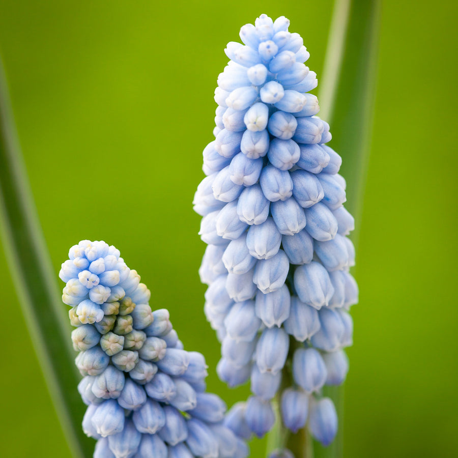 Muscari armeniacum 'Babies Breath'