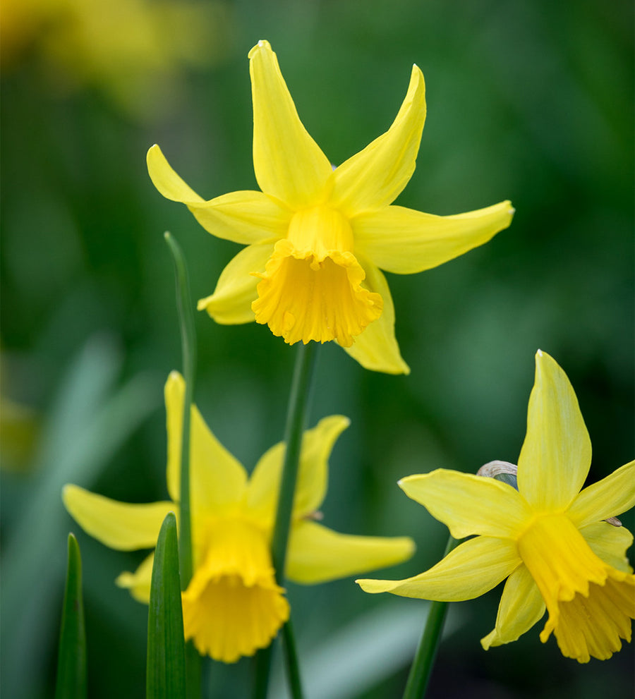 Narcissus 'February Gold'