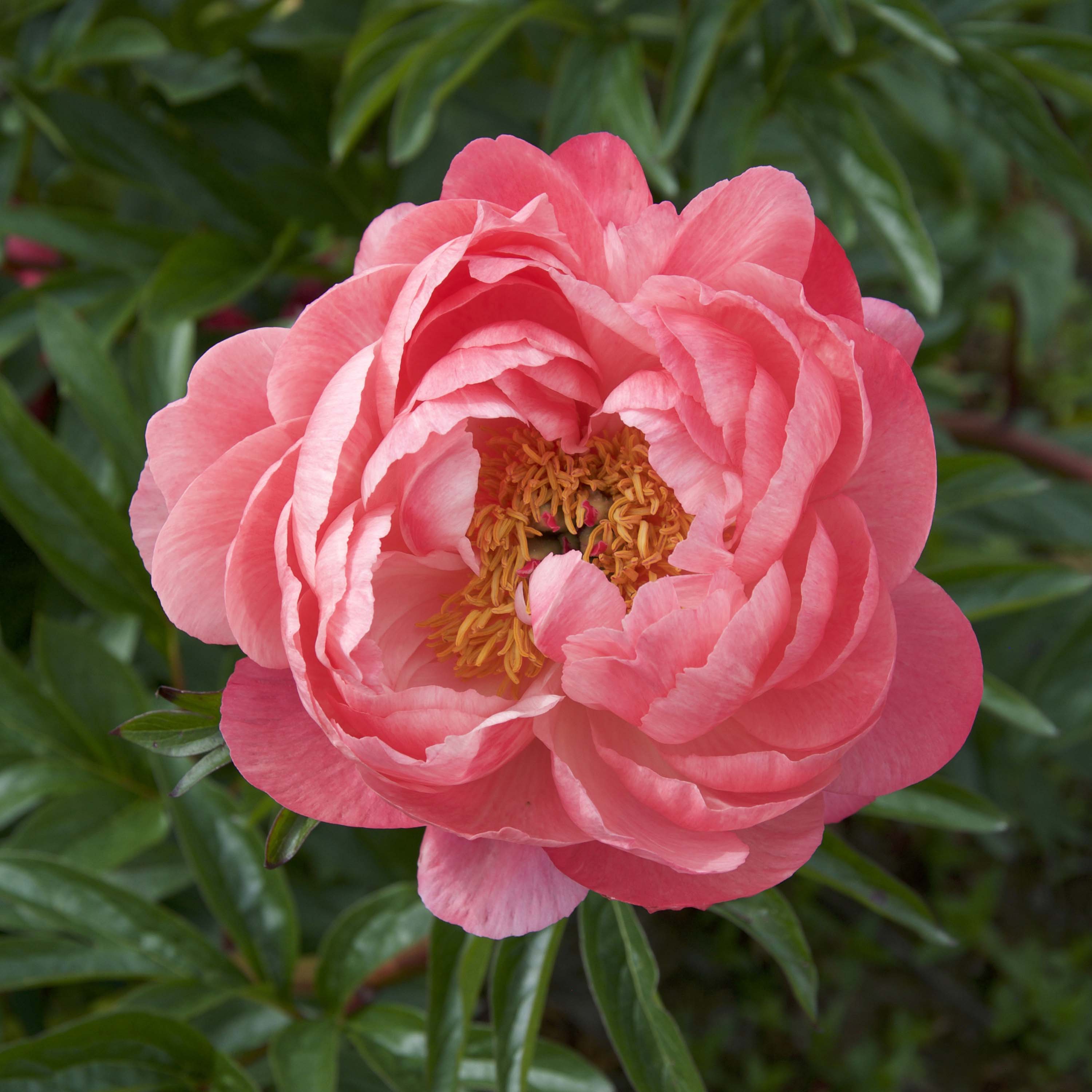 Peony 'Coral Charm'