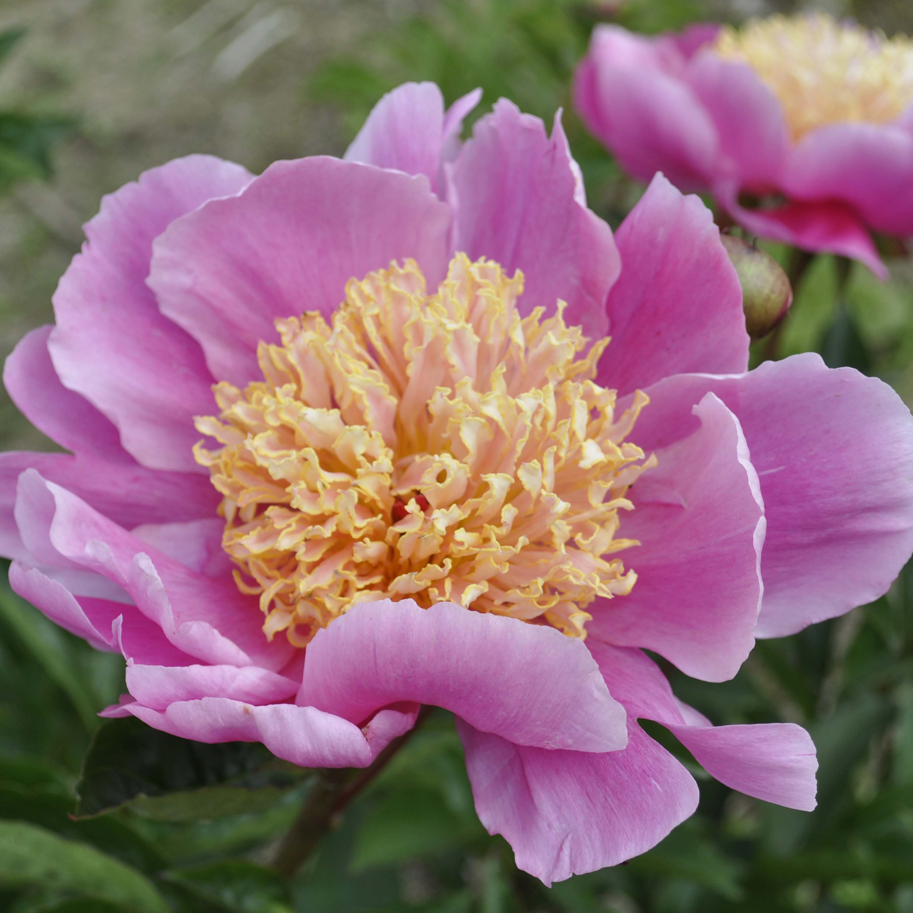 Peony 'Doreen'