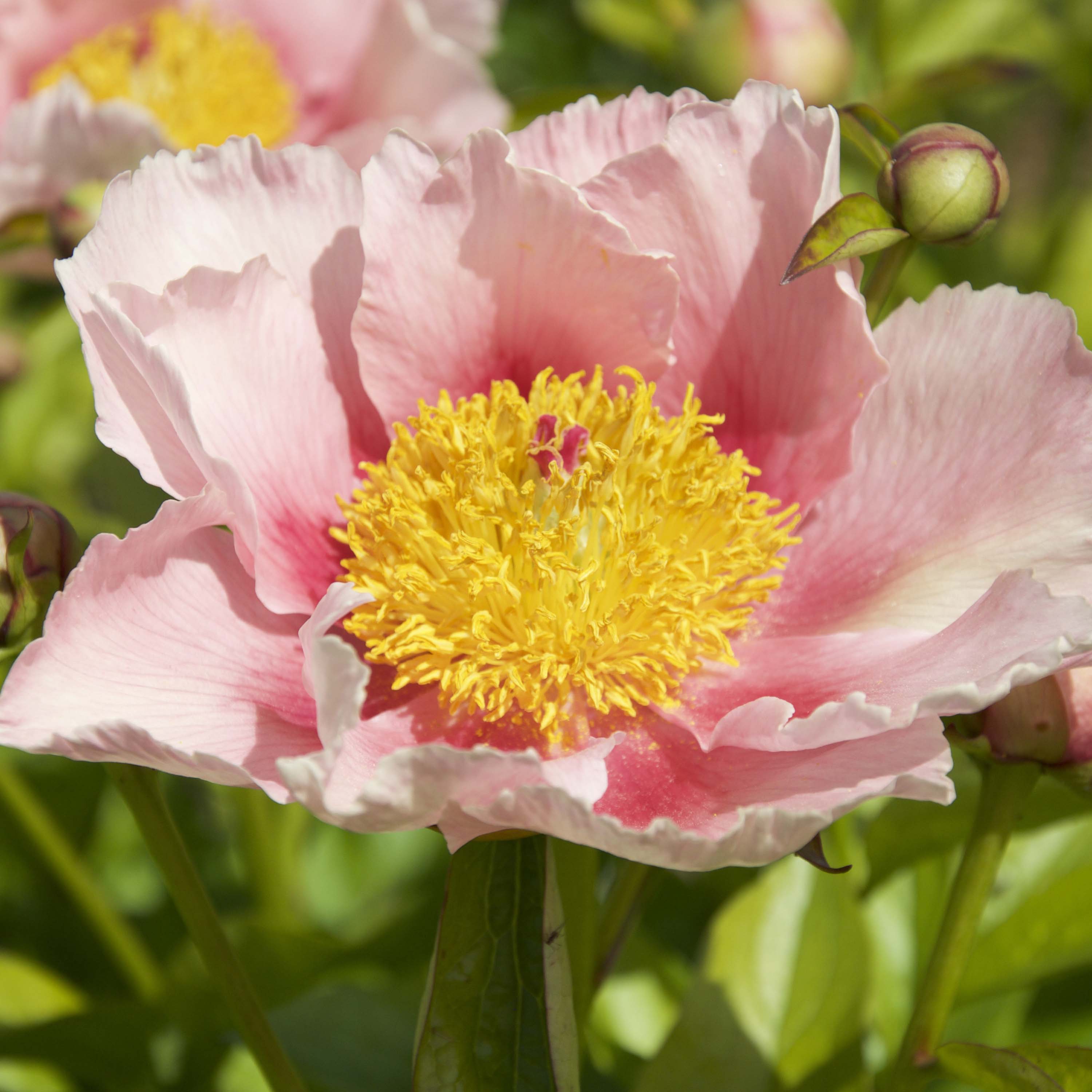 Peony 'Golden Frolic'