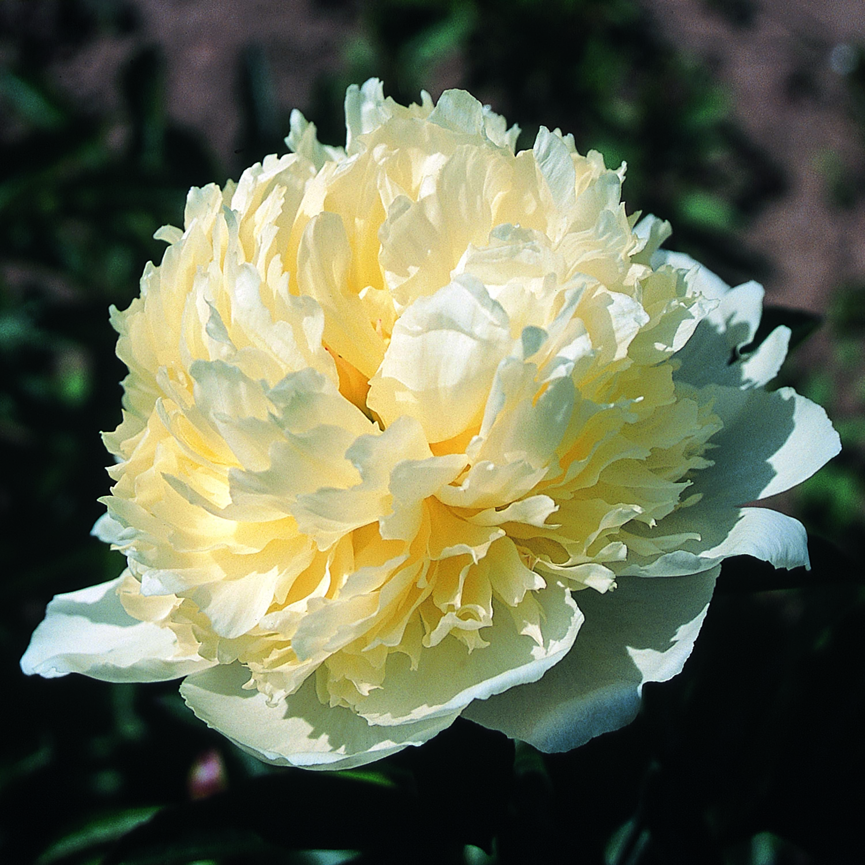 Peony 'Laura Dessert'