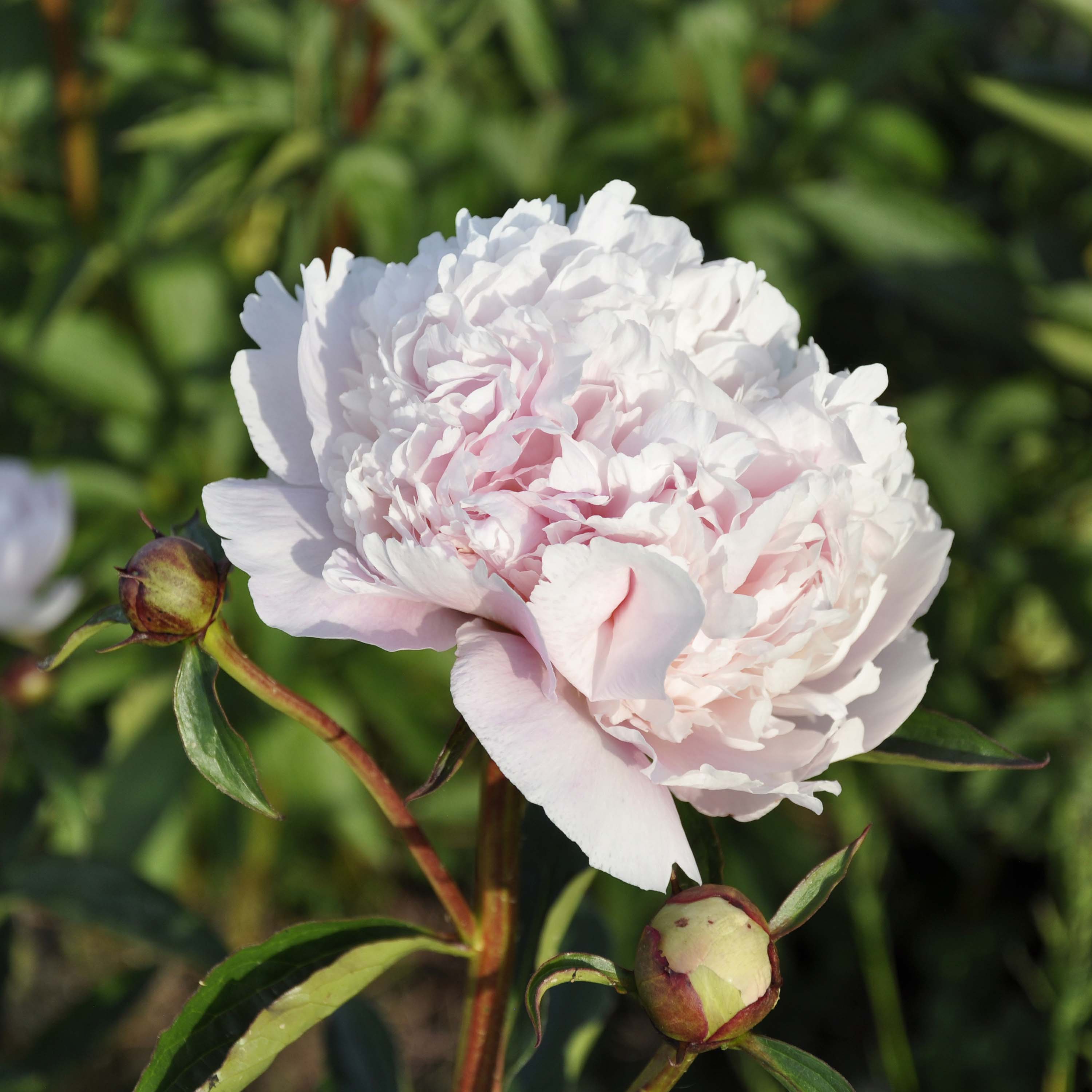 Peony 'Madame Calot'