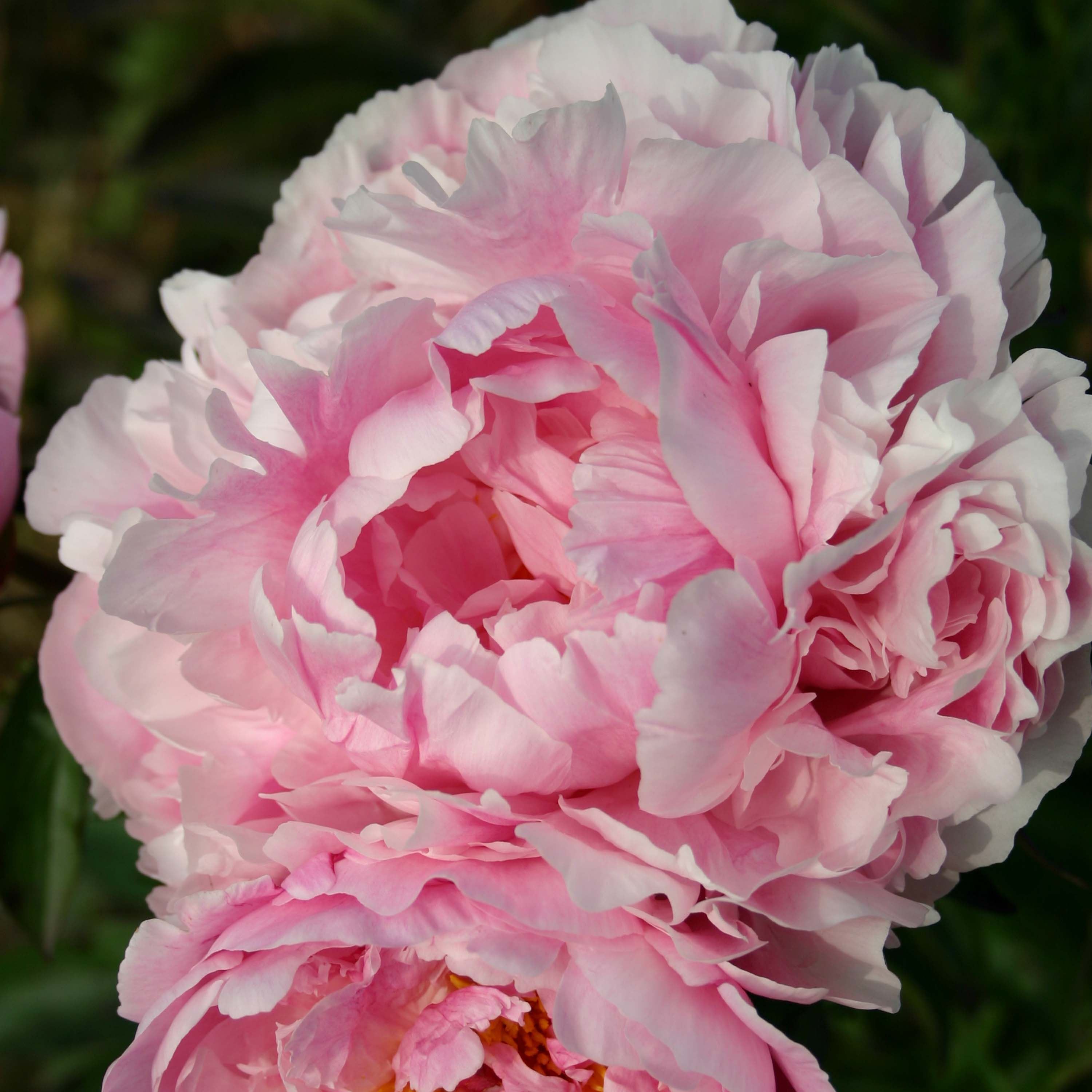 Peony 'Miss Eckhardt'