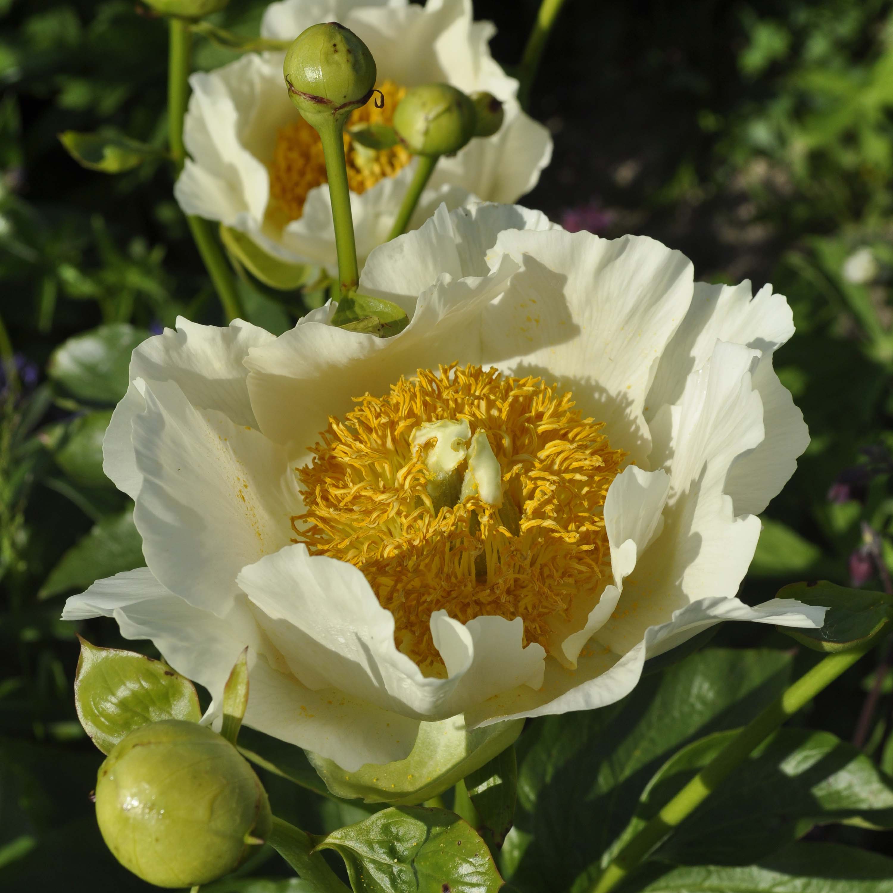 Peony 'Moonrise'
