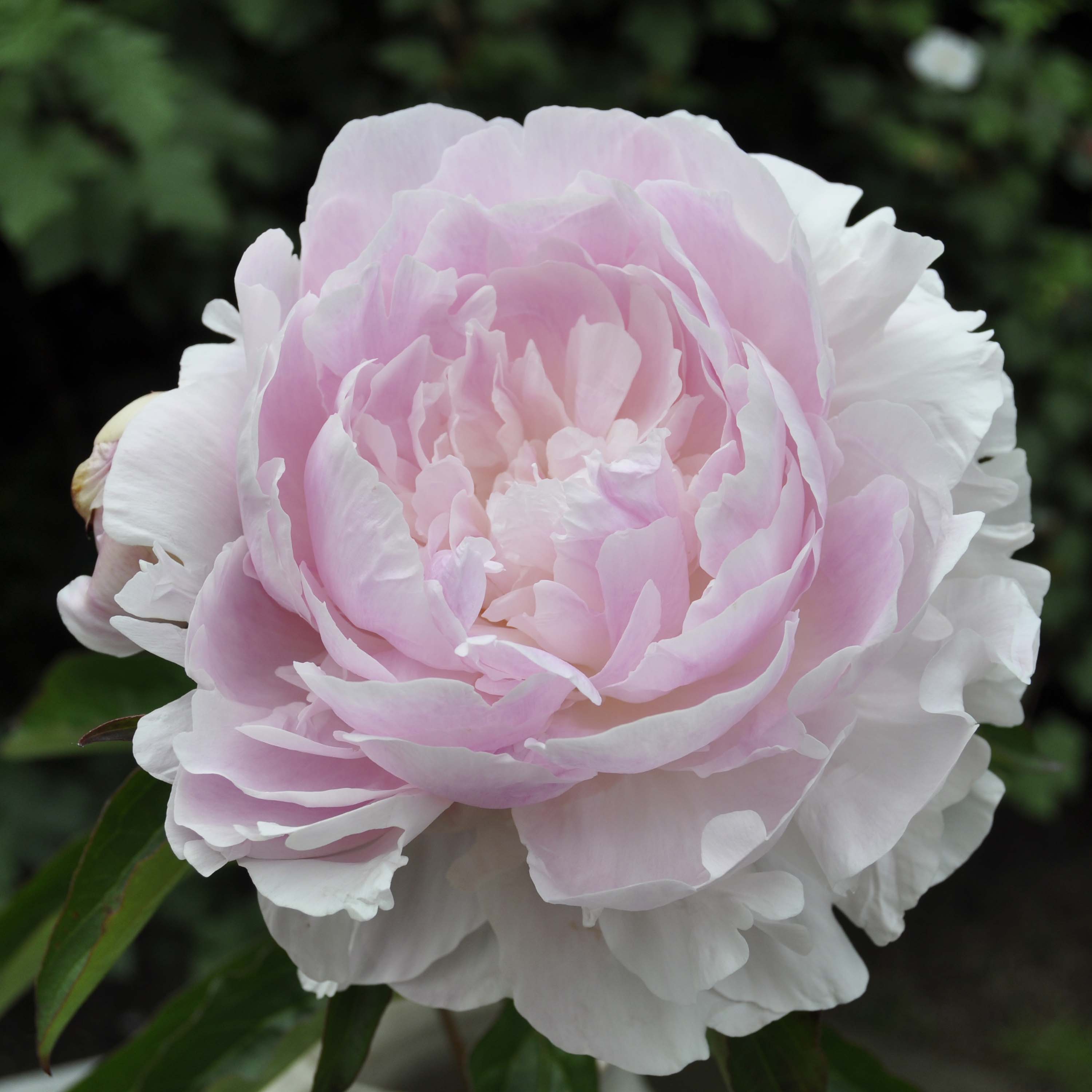 Peony 'Myrtle Gentry'