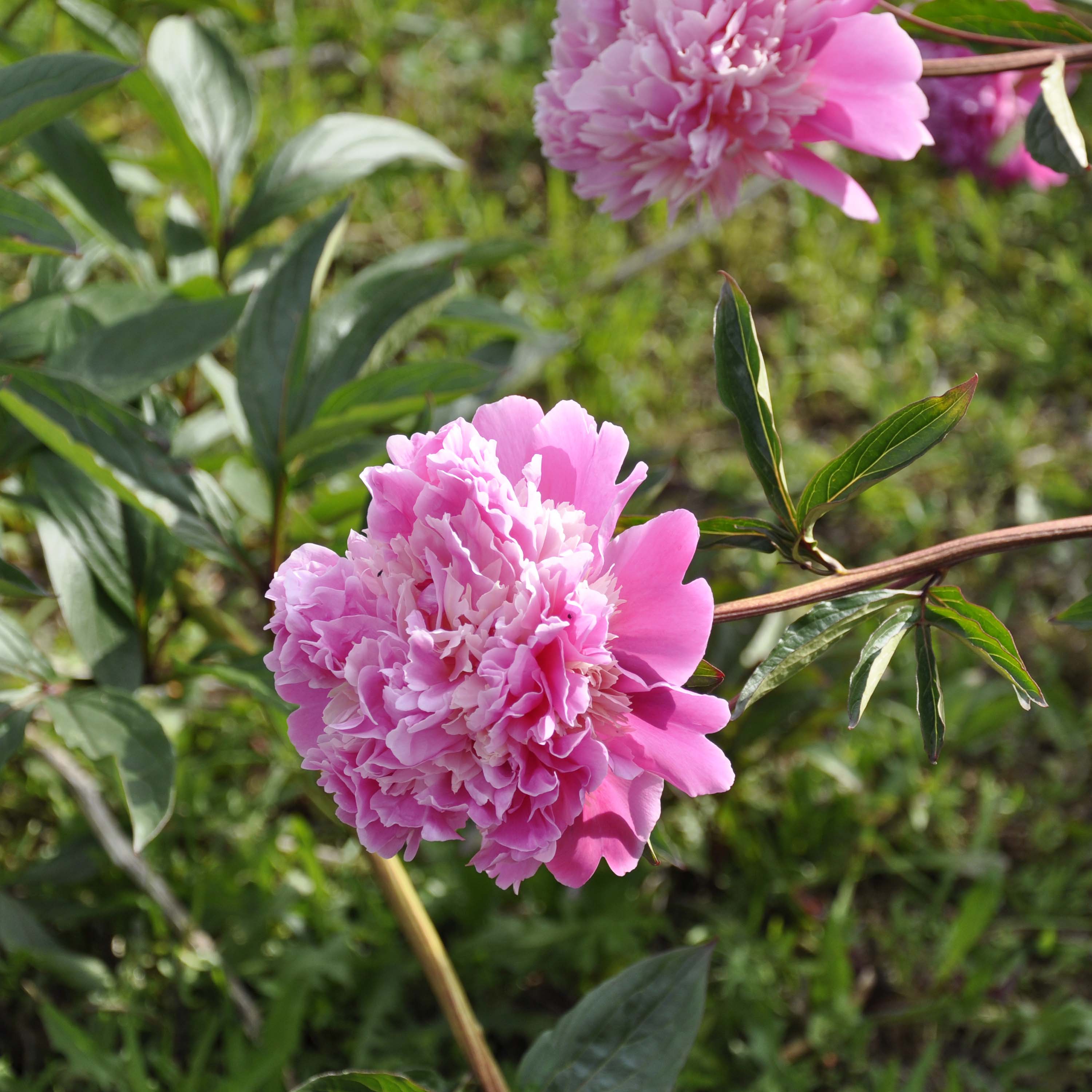 Peony 'Philomele'