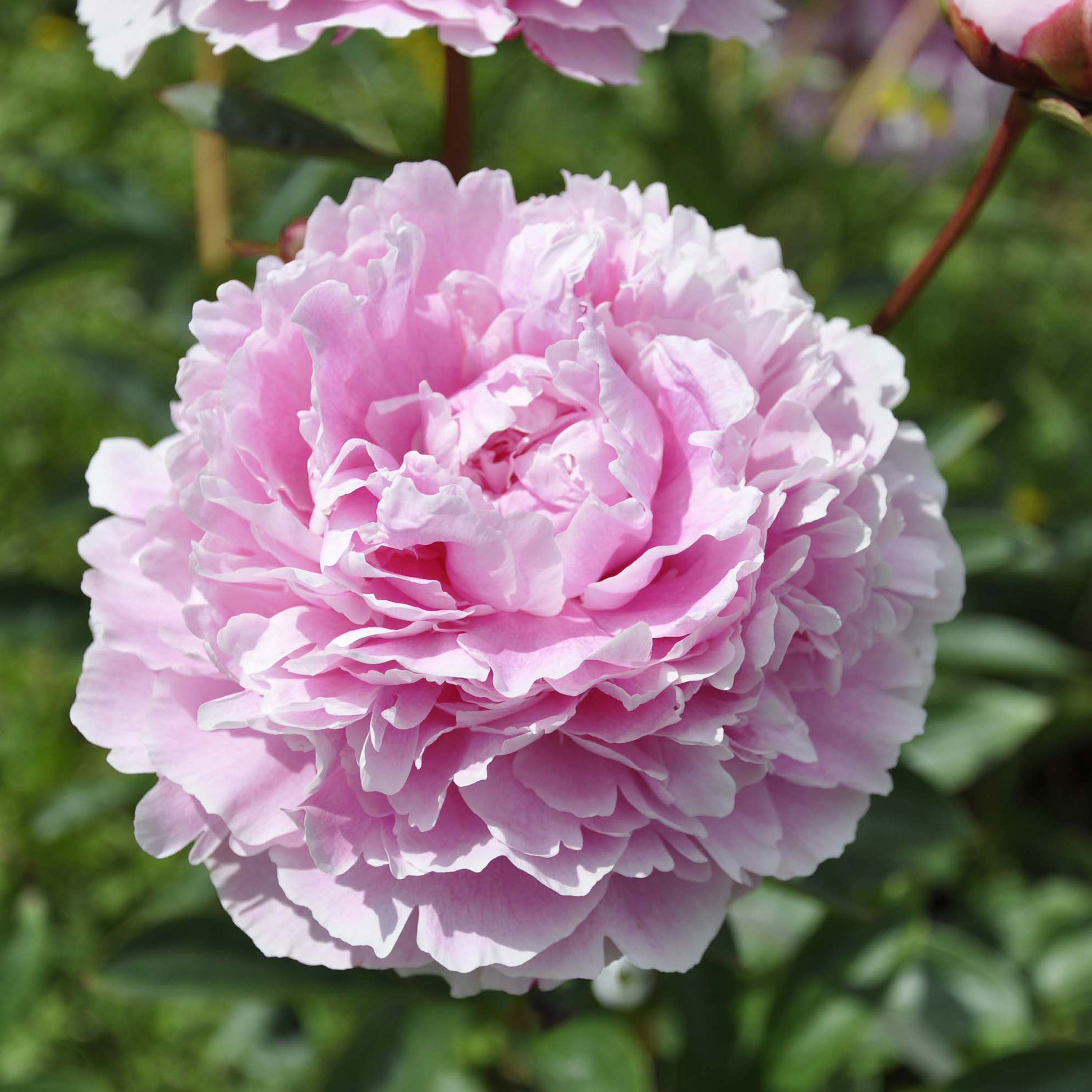 Peony 'Sarah Bernhardt'