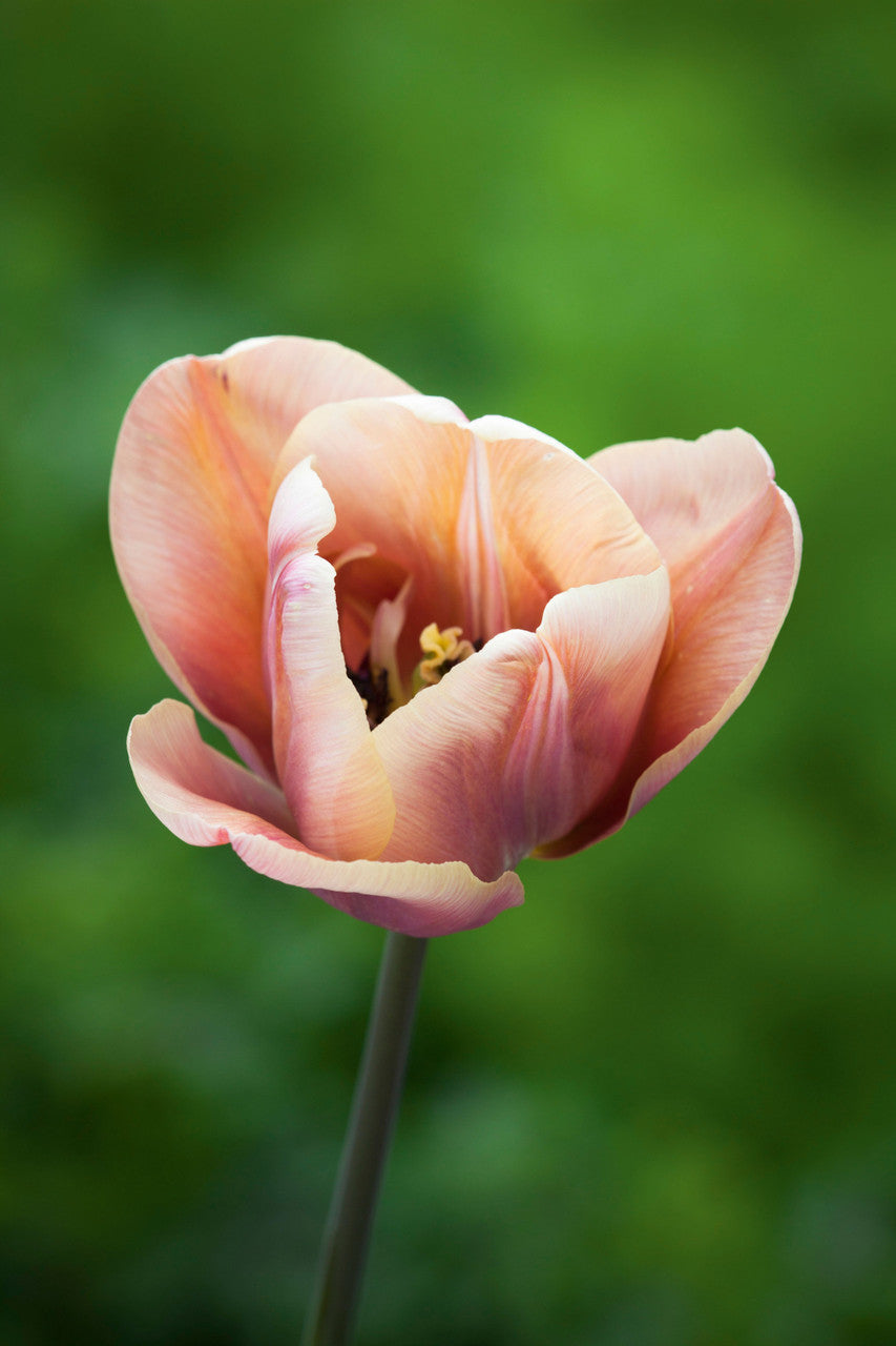 Tulip 'La Belle Epoque'
