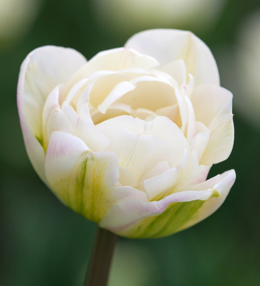 Tulip 'White Heart'