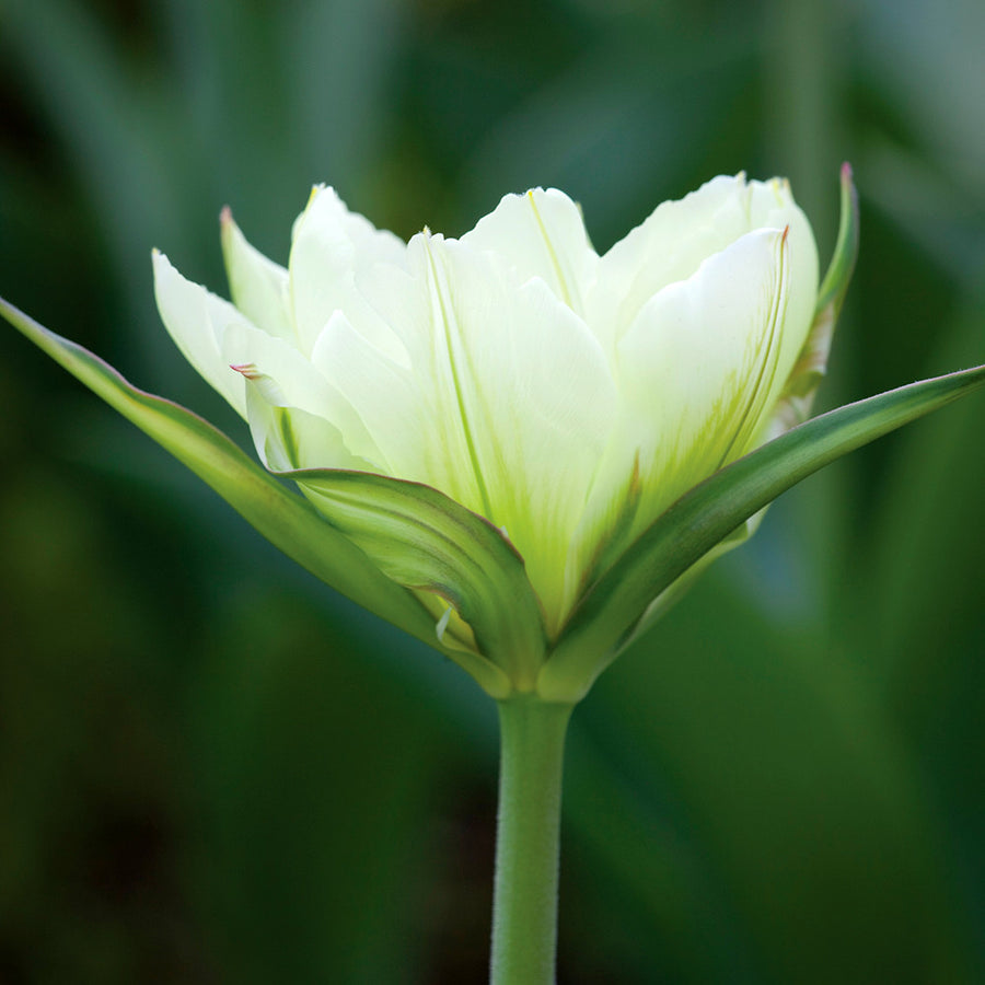 Tulip 'White Valley' syn 'Exotic Emperor'